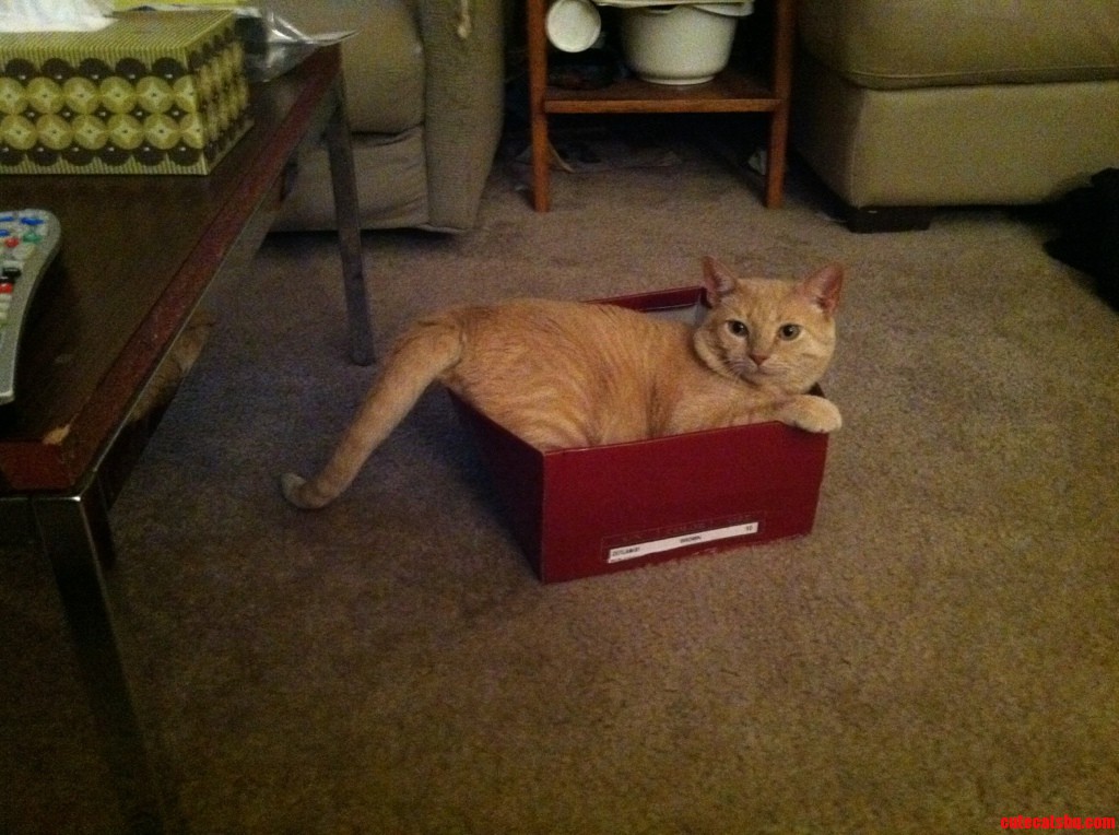 My Bud. I Don't Know What to Say  Other Than This Is What a Happy Cat Looks Like.