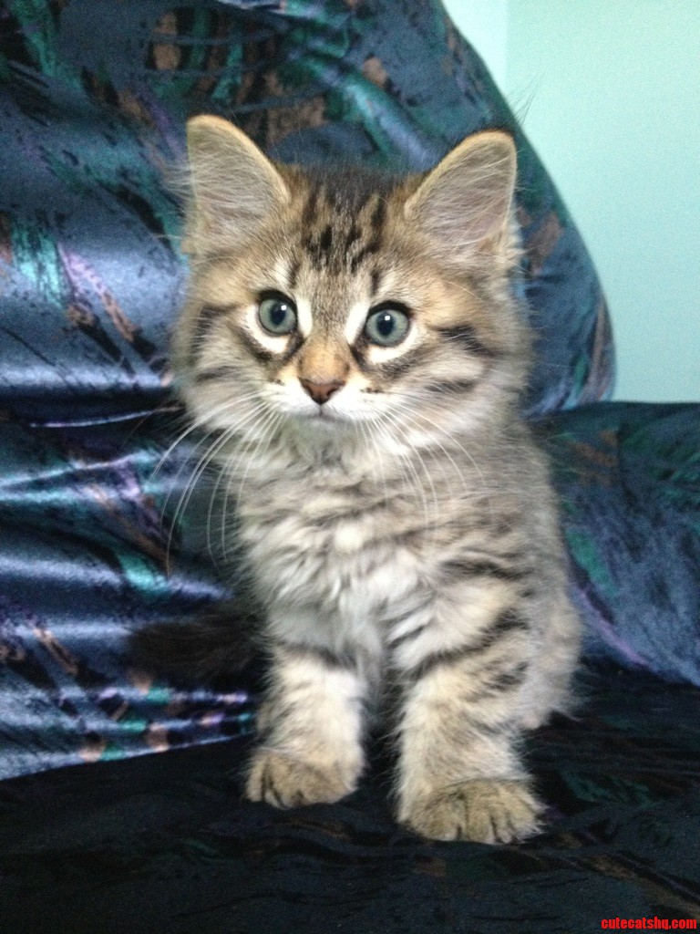 My Buddy Brought His New Kitten Over, Meet Zoey