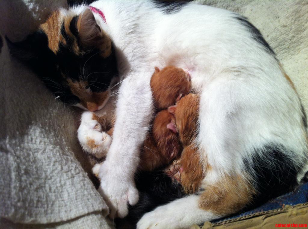My Cat Decided to Have Her Kittens in the Middle of the Night.