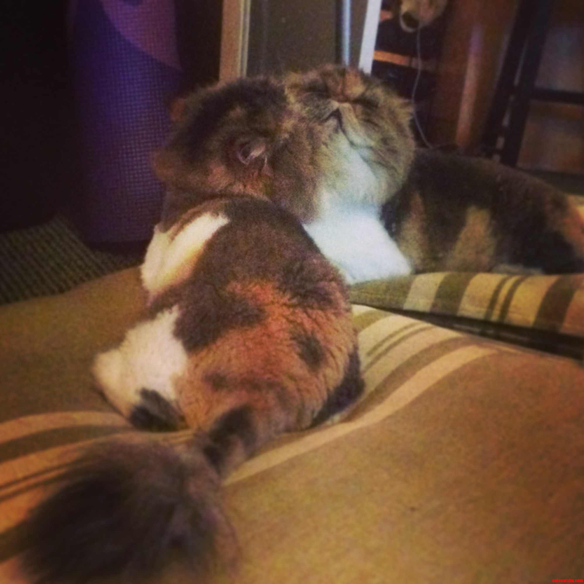 My Cat Fell Asleep in the Mirror.