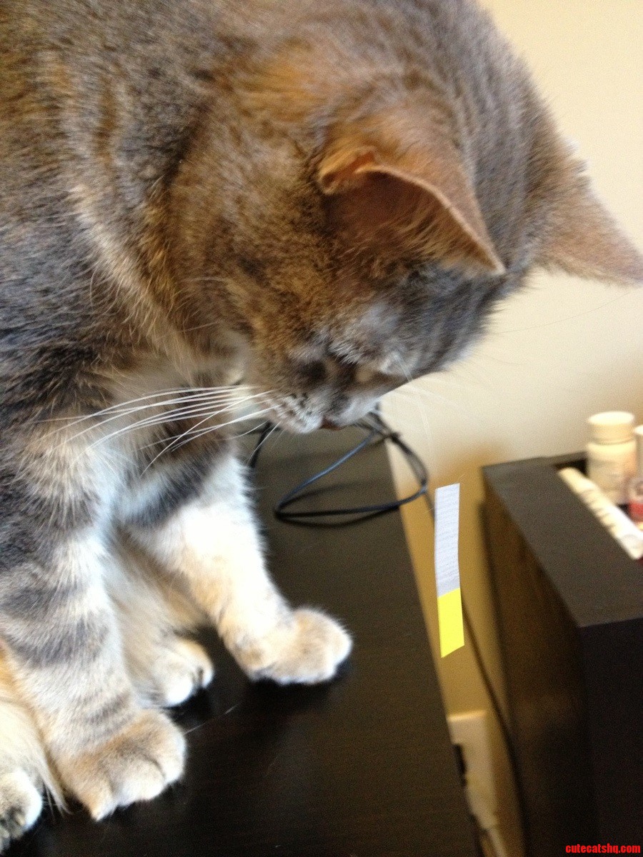 My Cat Had a Sticky Tab Stuck to One of Her Whiskers.