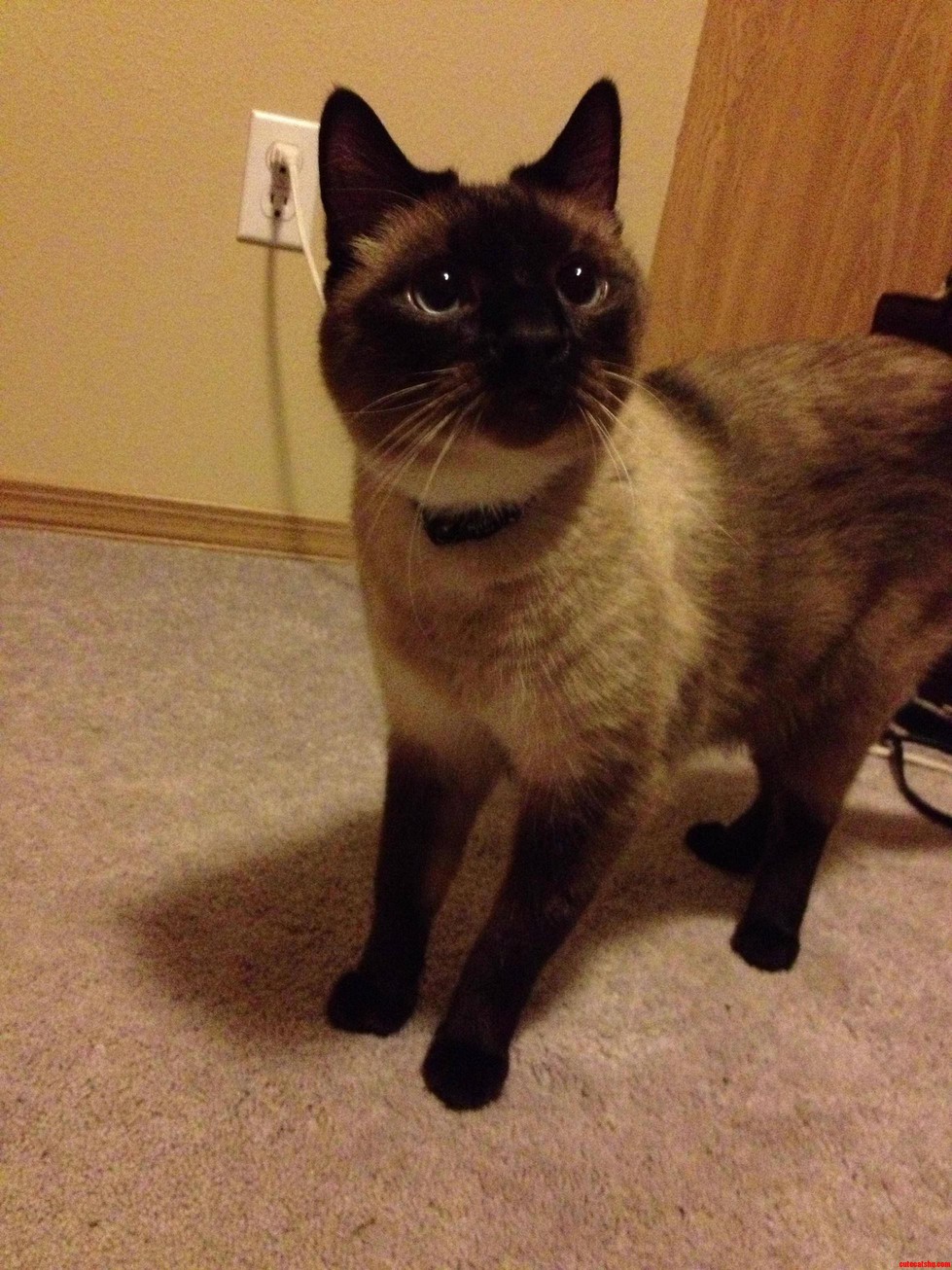 My Cat Is an Asshole  but at Least He S Cute.