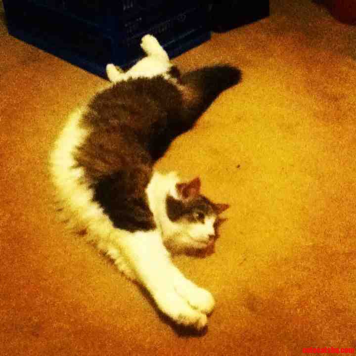 My Cat Is Fabulous.