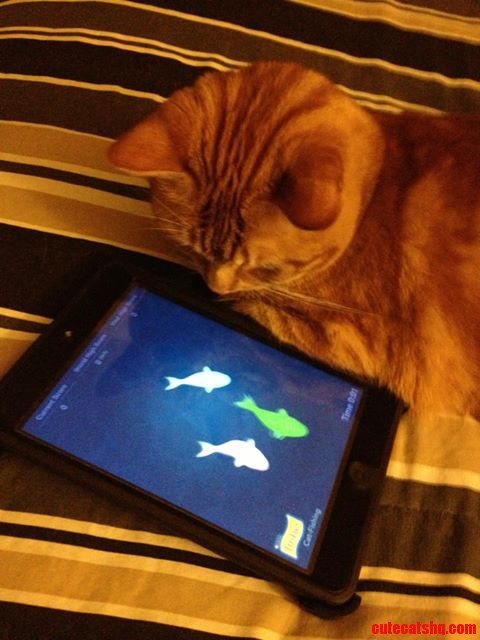 My Cat Loves This Game