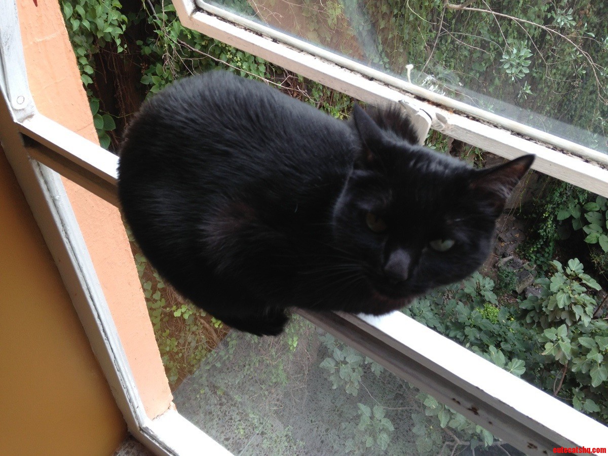My Cat Loves to Do This  I Live on the Fourth Floor