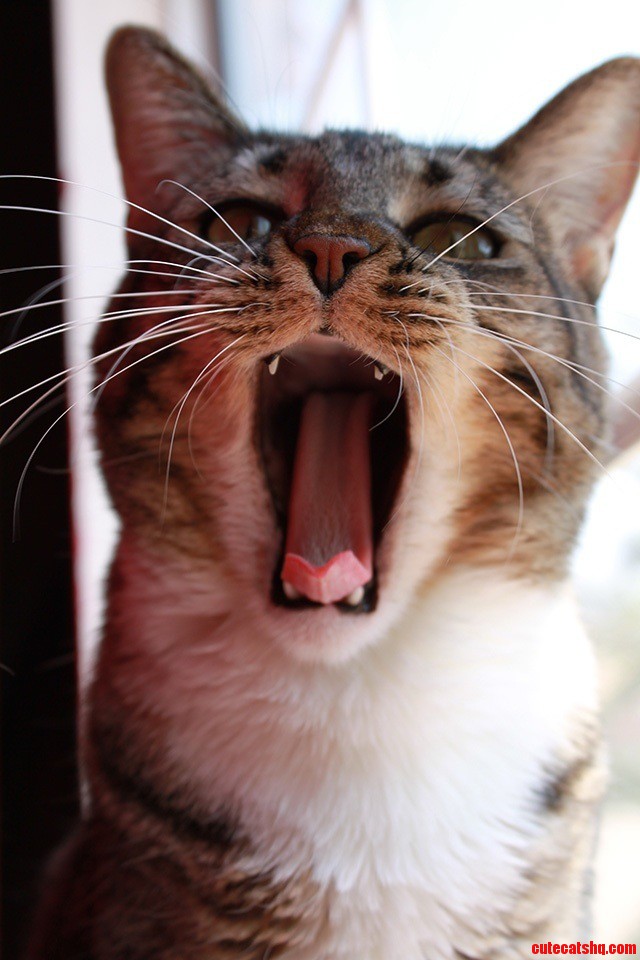 My Cat Loves to Sing Adele