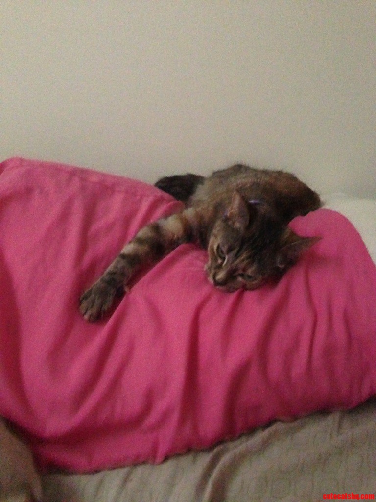 My Cat Loves to Sleep on My Pillow.