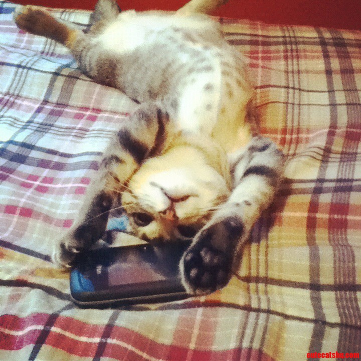 My Cat Makes My Heart Melt Sometimes