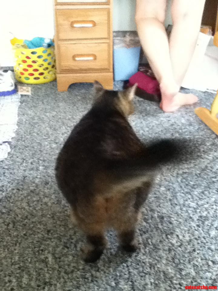 My Cat Mewtew Is Such a Fatass