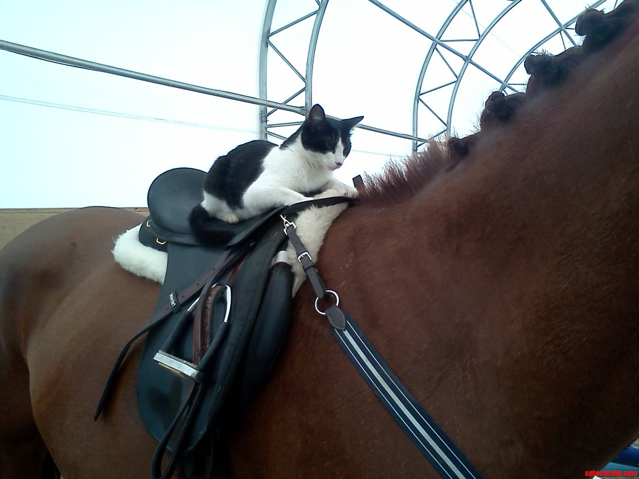 My Cat Prefers to Ride English