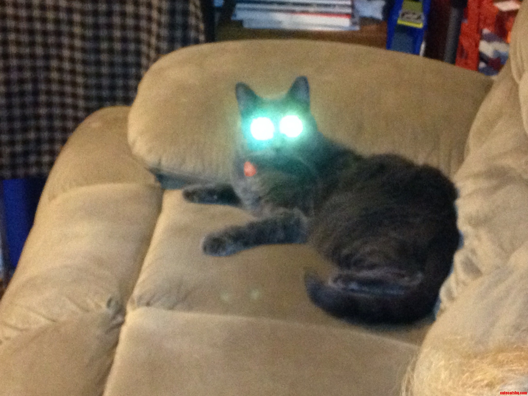 My Cat  Shadow Eyes Set to  Kill