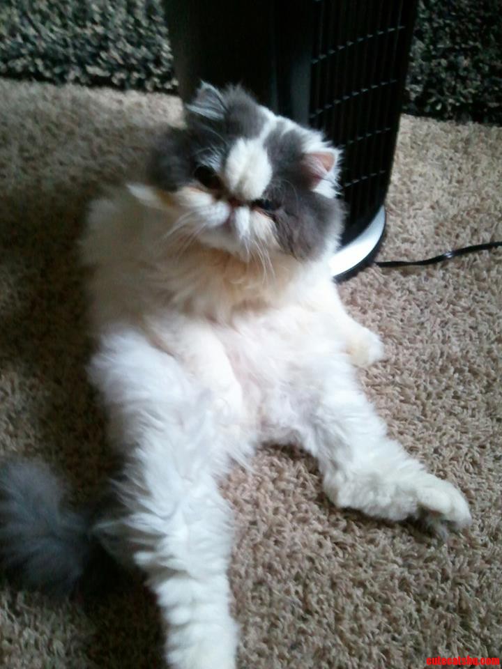 My Cat Sits Like a Human and Cleans Himself.