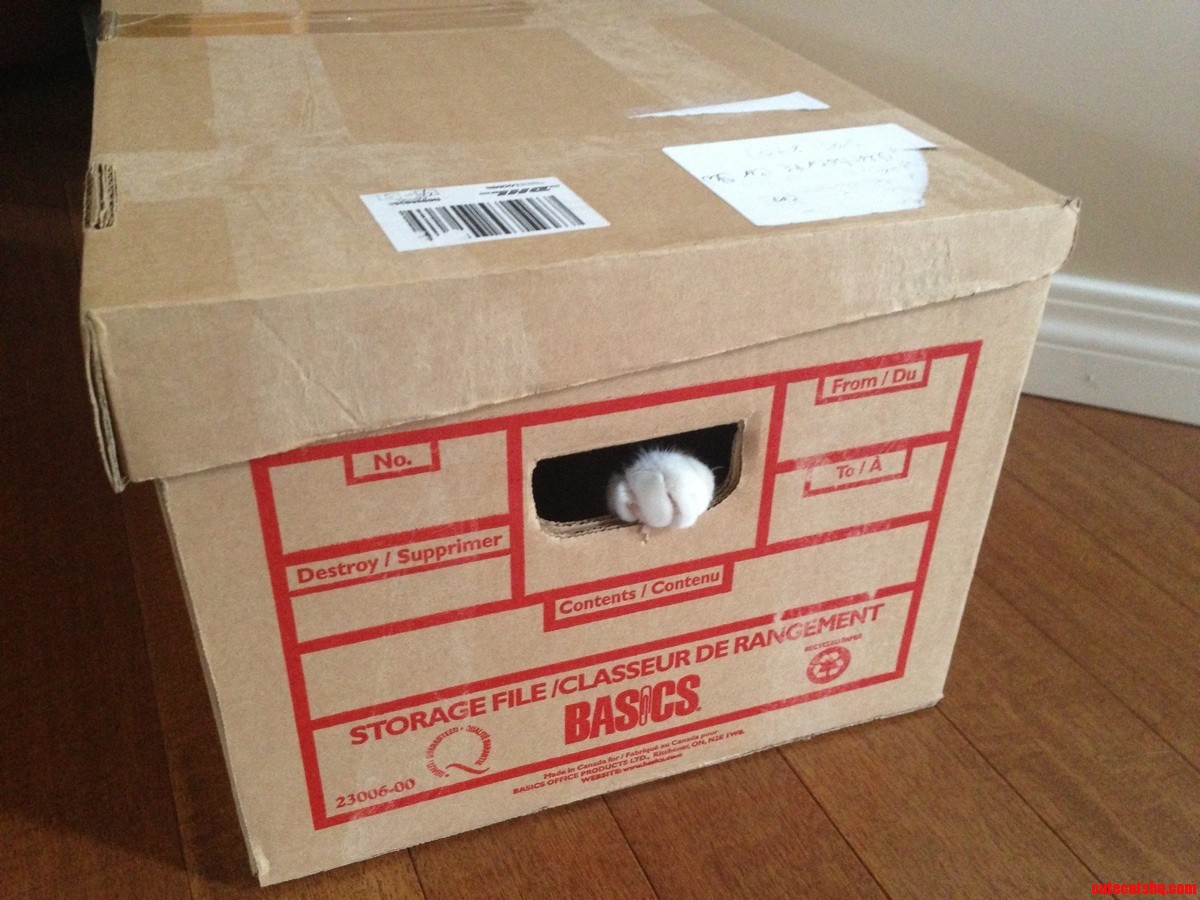 My Cat Trap Worked