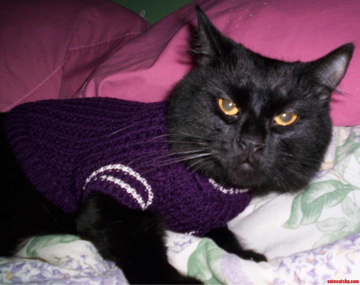 My Cat Was Not Pleased by My Attempt to Keep Him Warm.