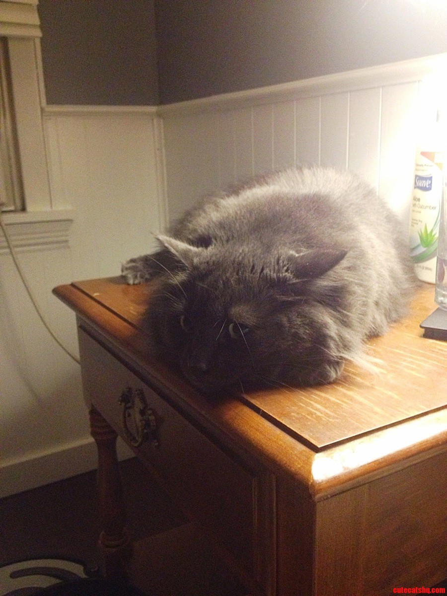 My Cat's Face When He Got Kicked Off the Bed