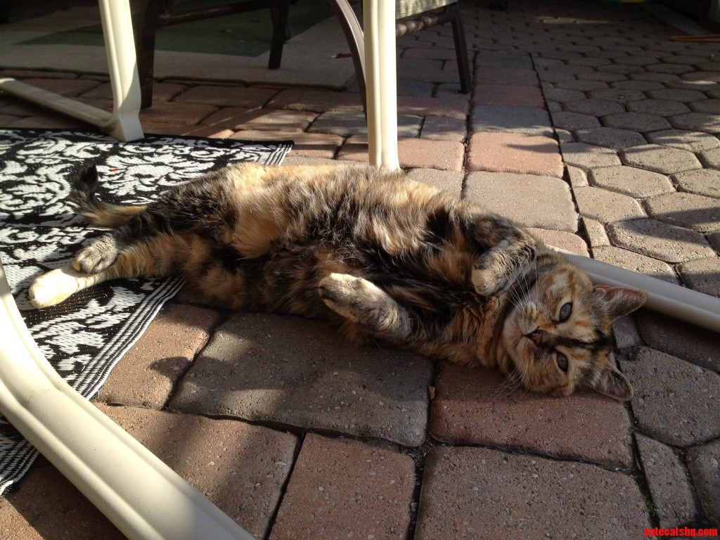 My Cat's Loving the Warm Patio Bricks.