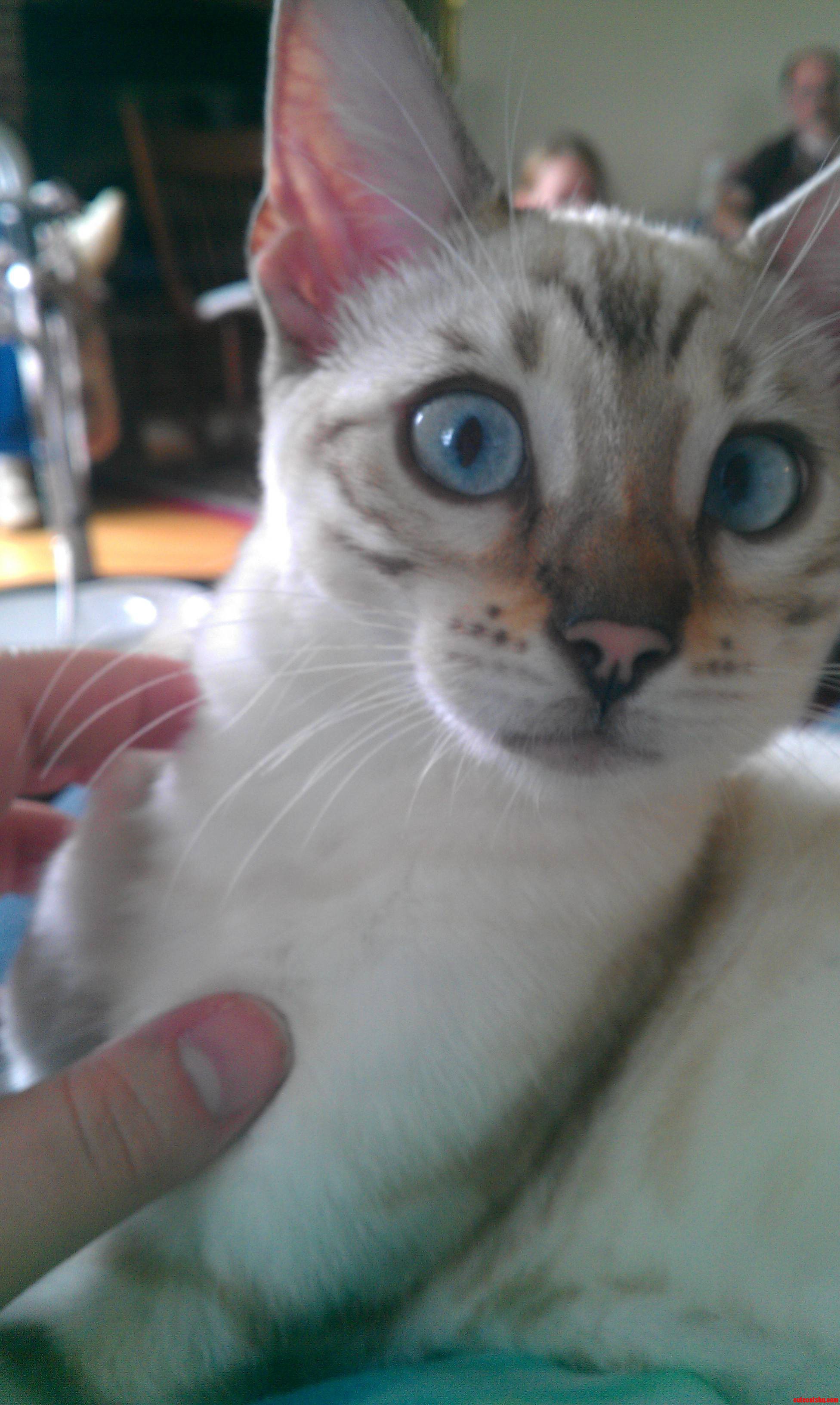 My Cousin Has Two Bengal Cats. This Is Jasmine.