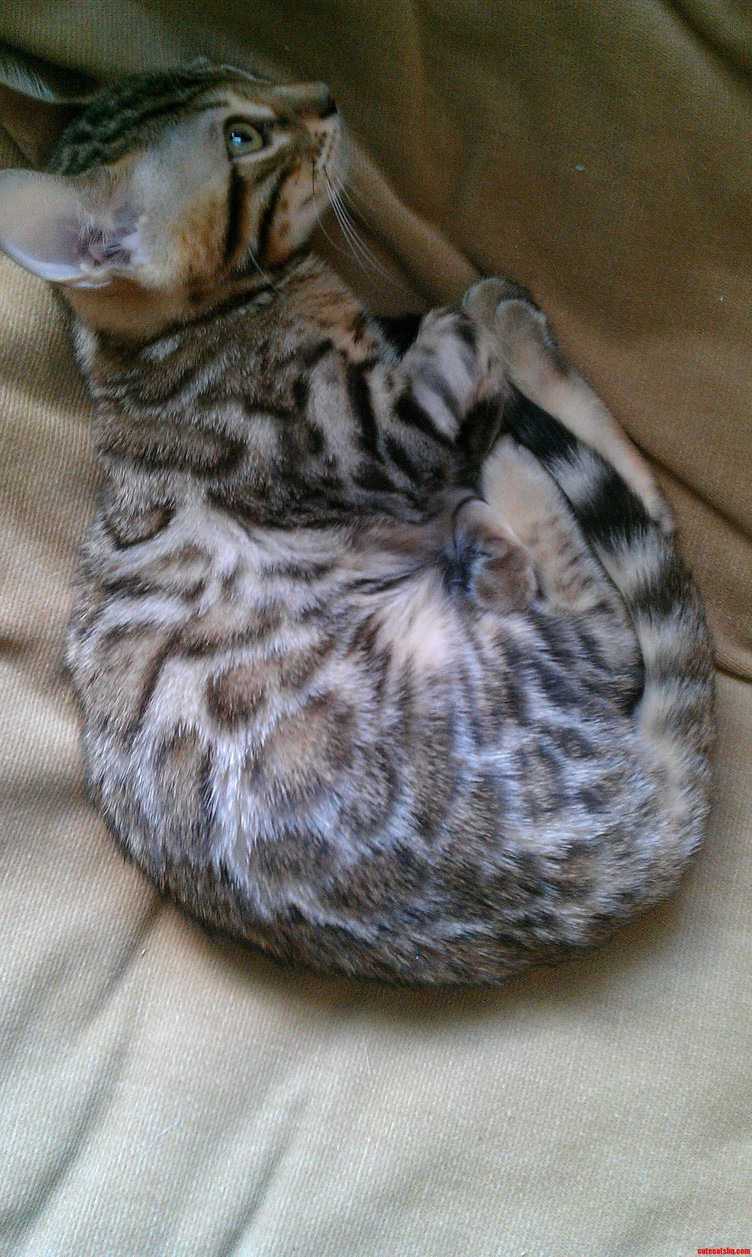My Cousin Has Two Bengal Cats. This Is Joey.