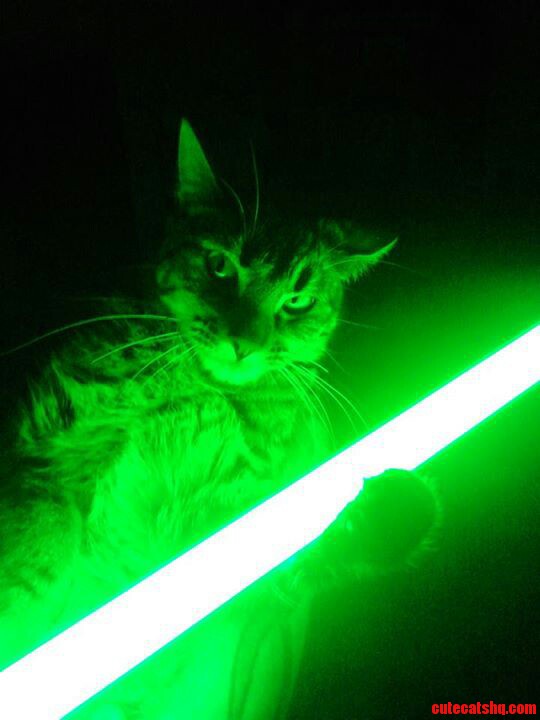 My Cousin Jjust Posted This Picture of Her Cat.