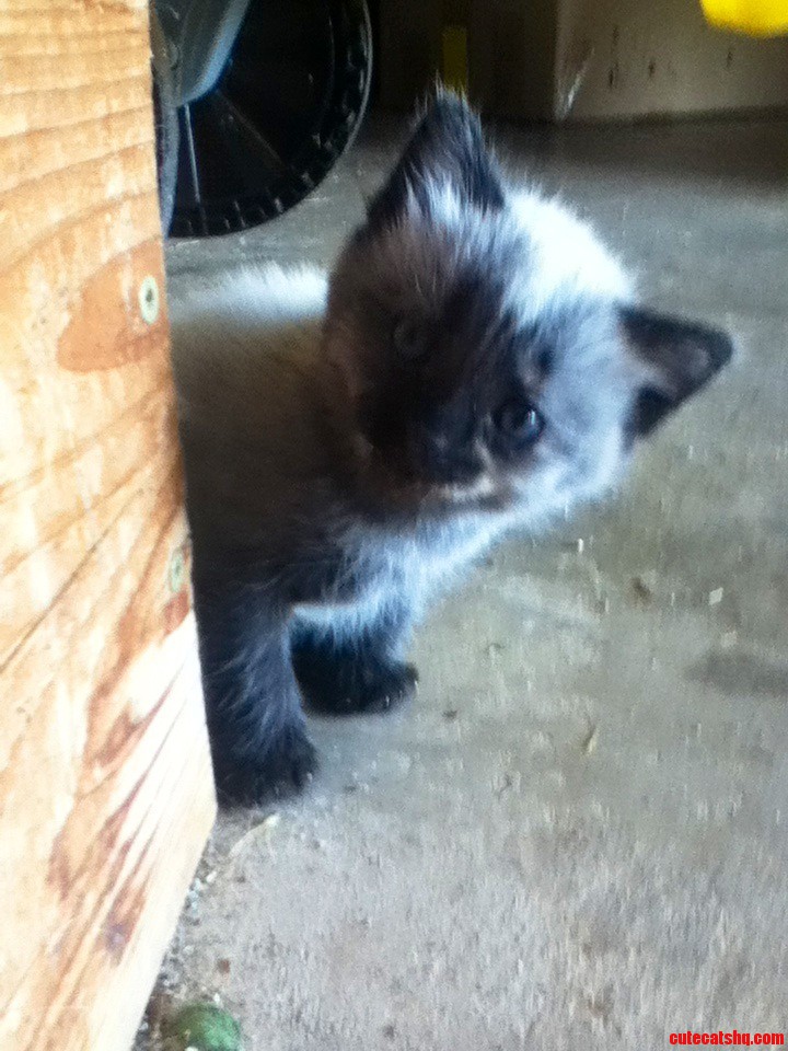My Friends Adorable Kitten