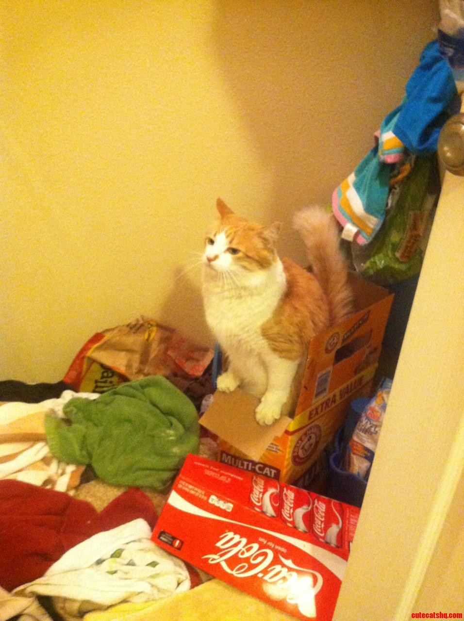 My Friends Cat Took Matters Into His Own Hands.