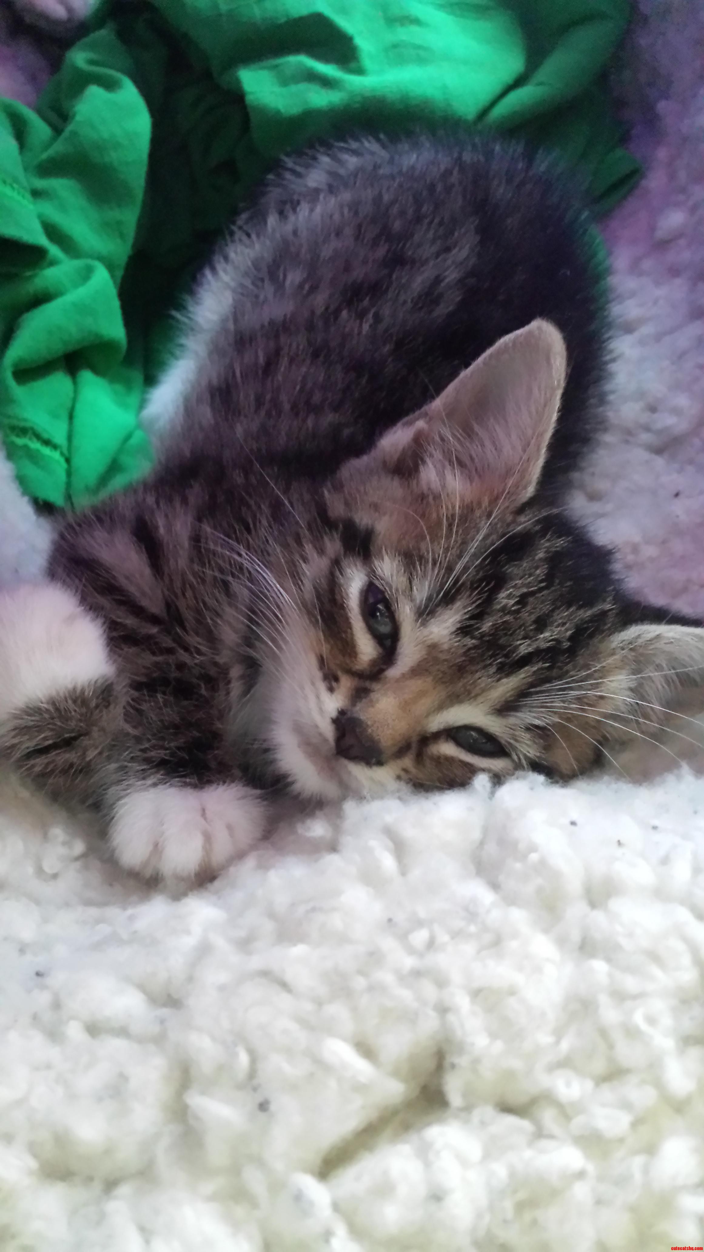 My Friends New Kitten Zeus