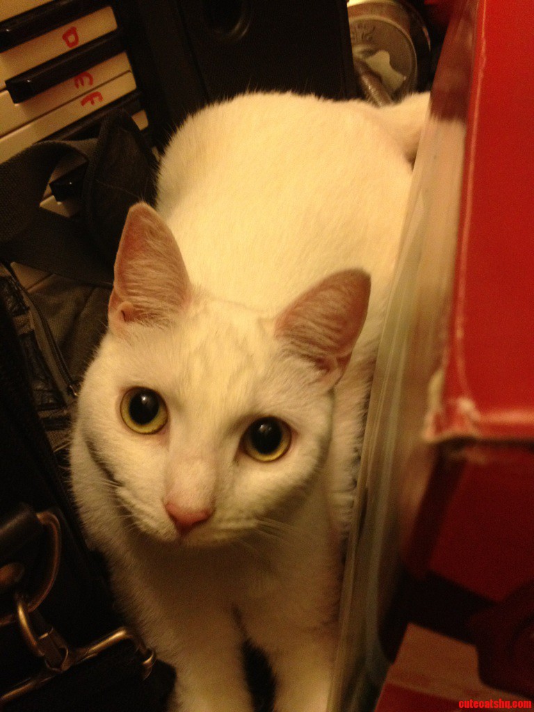 My Gorgeous Ball of Fur. Meet Smudge.