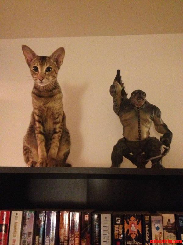 My Kitten Has Started Hanging Out with a Shady Character  Should I Be Worried