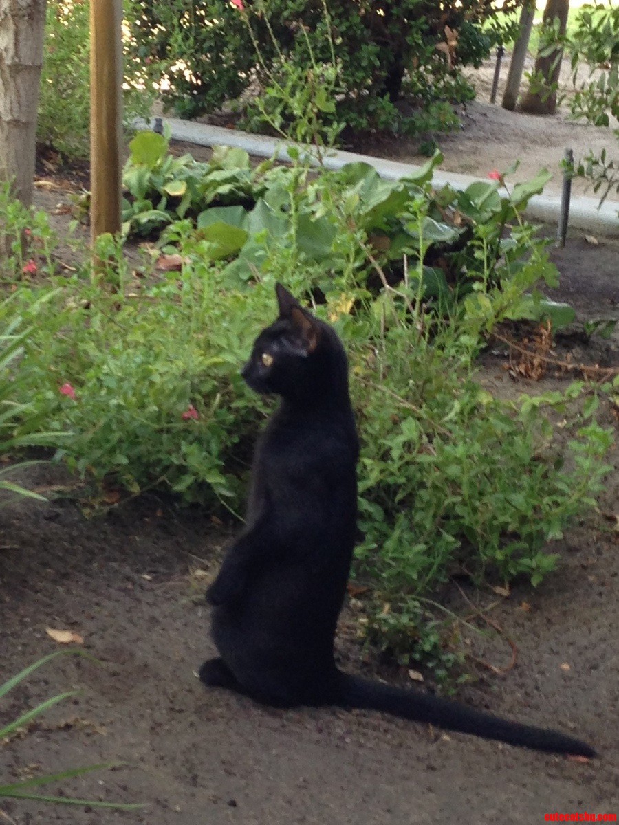 My Kitten Pepper Watching the Bikers Ride Down the Bike Path