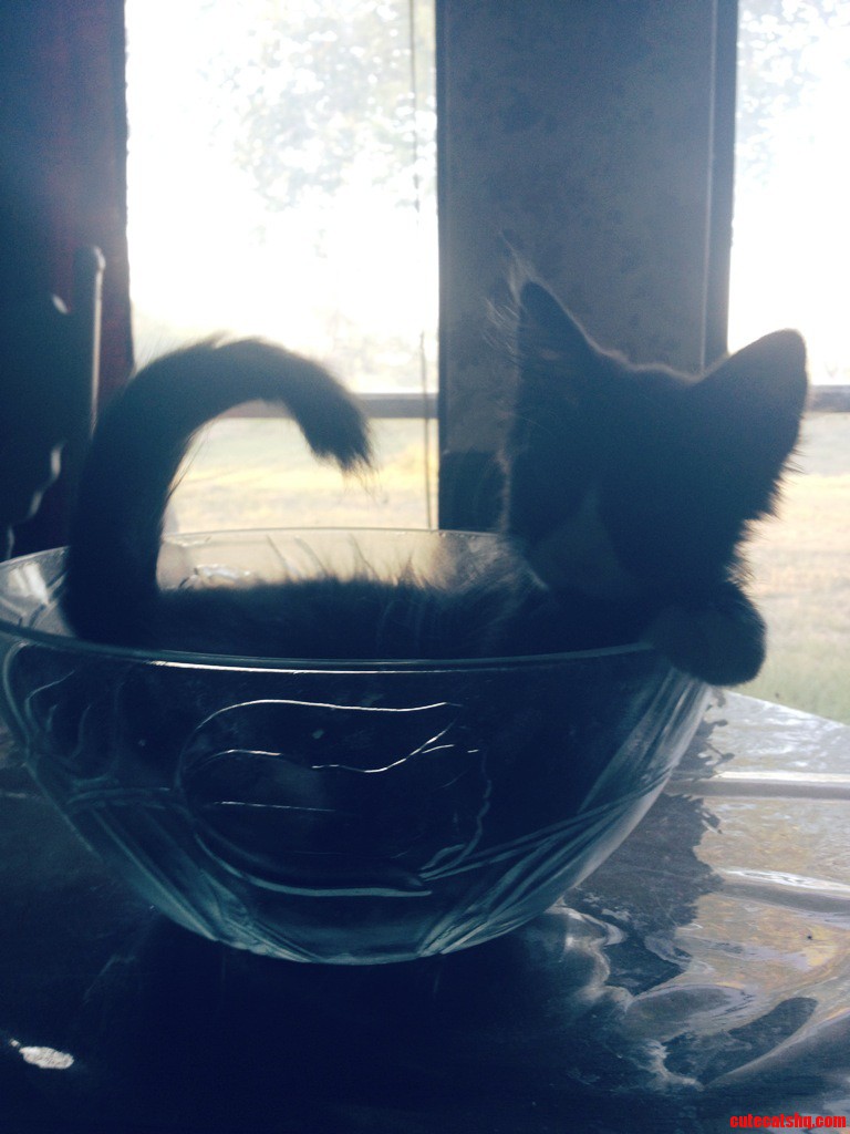 My Kitten River in a Bowl. She Picks the Strangest Napping Places.