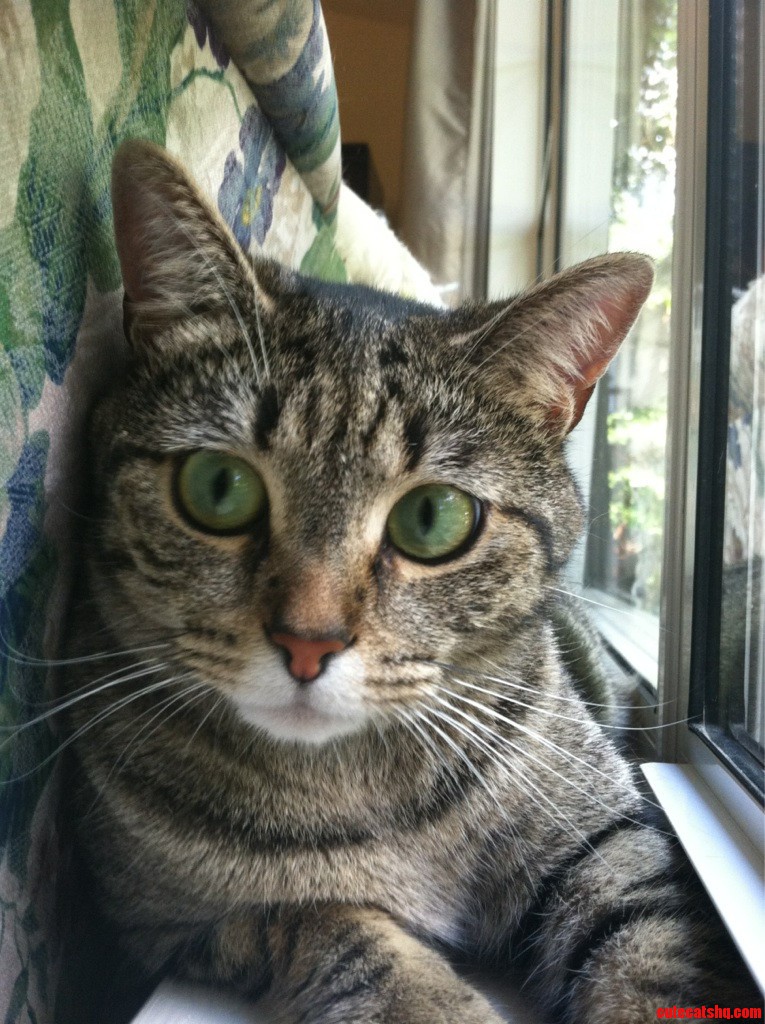 My Kitty Athena.