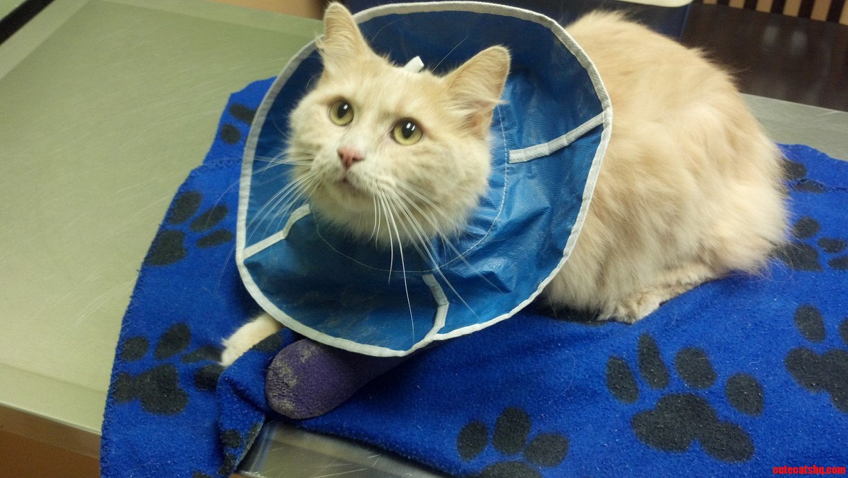 My Kitty Broke His Foot but He S Getting Better Here He Is Ready to Go Home