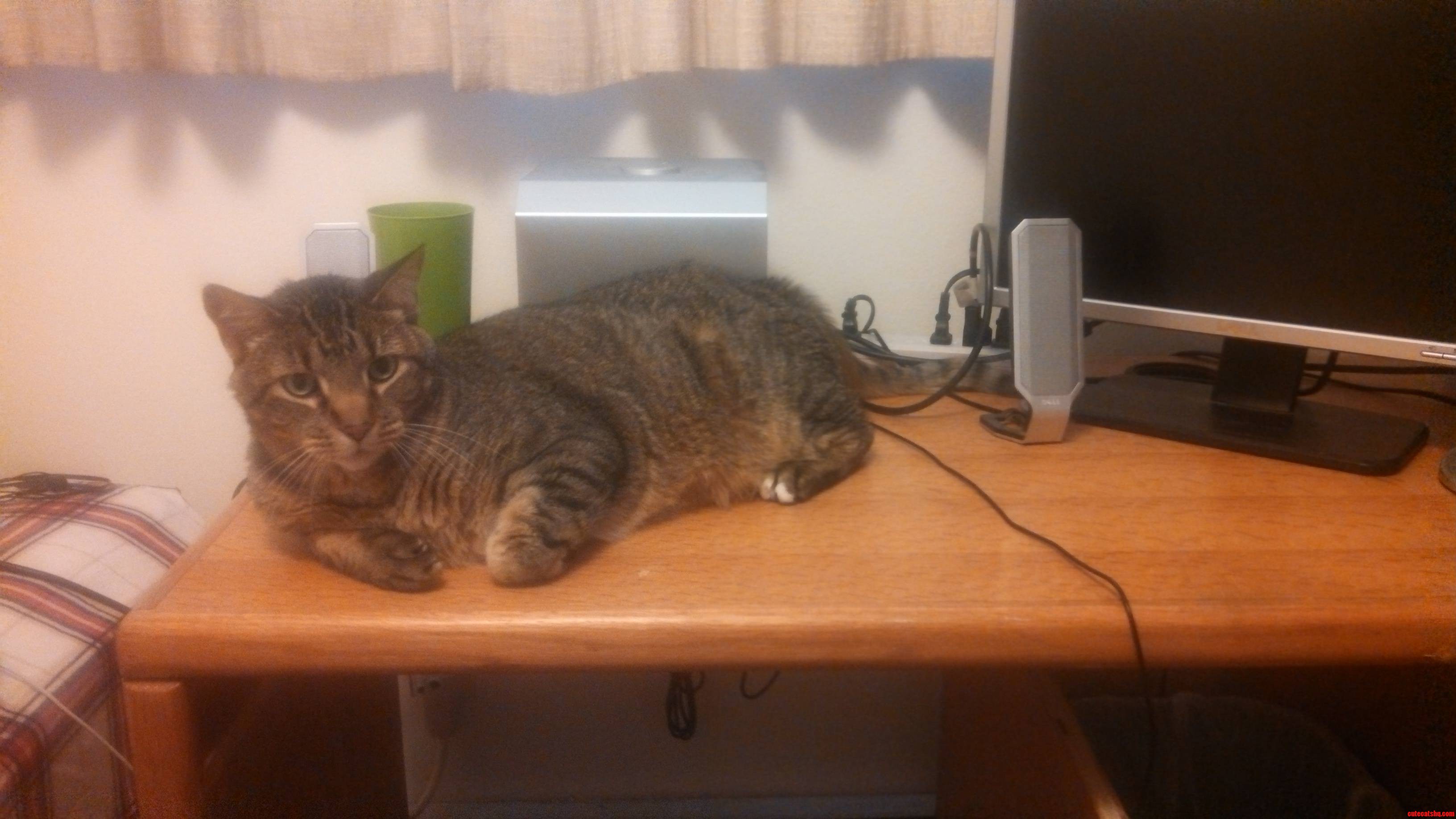 My Laptop Has Turned Into a Cat Please Help