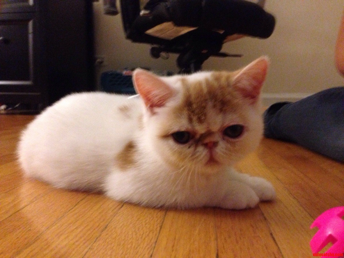 My Little Buddy Just Arrived. Introducing the Adorable Little Bastard  Taco.