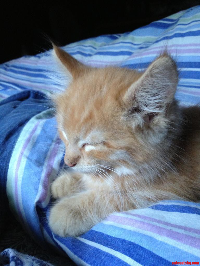 My Little Garfield