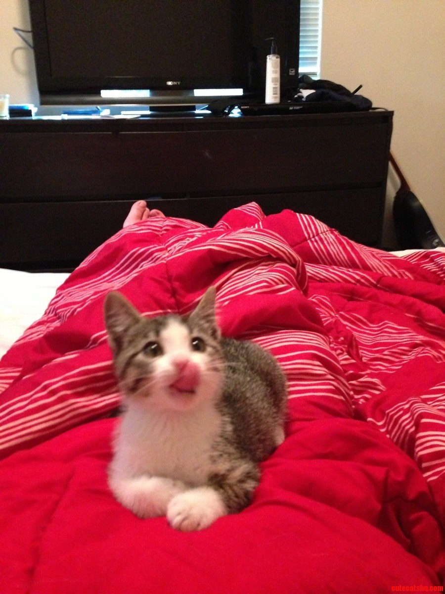 My New Kitten Paul George