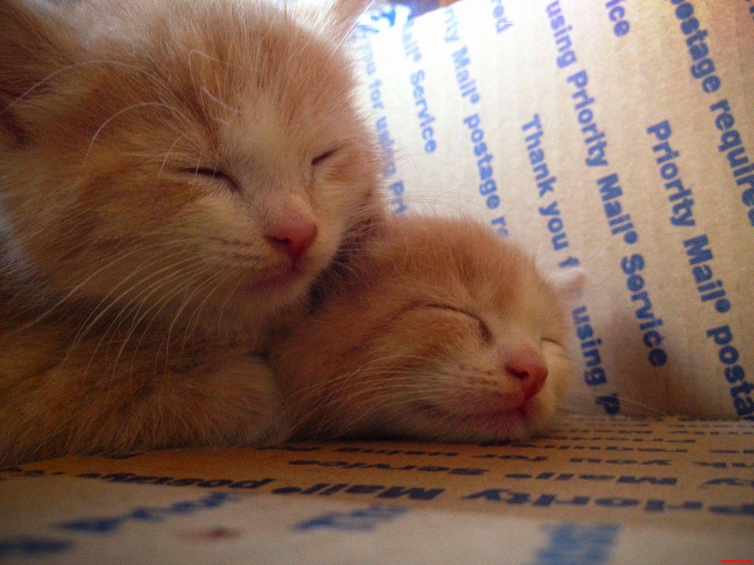 My New Twin Kittens.