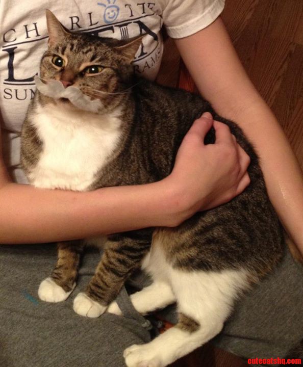 My Sisters Cat with a Fuzzy Moustache Sticker