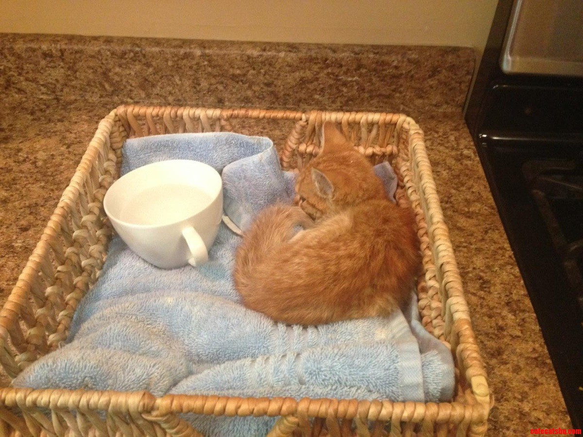 My So Found This Skinny Kitten on the Porch When She Went to Leave for Work.