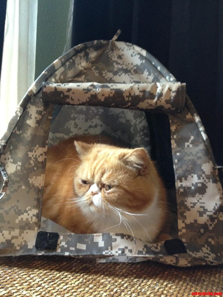 My Son Gave Squishy a Build a Bear Tent. She Loves It