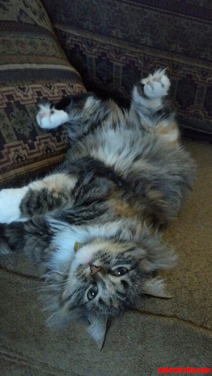 My Special Fluff  Artemis.