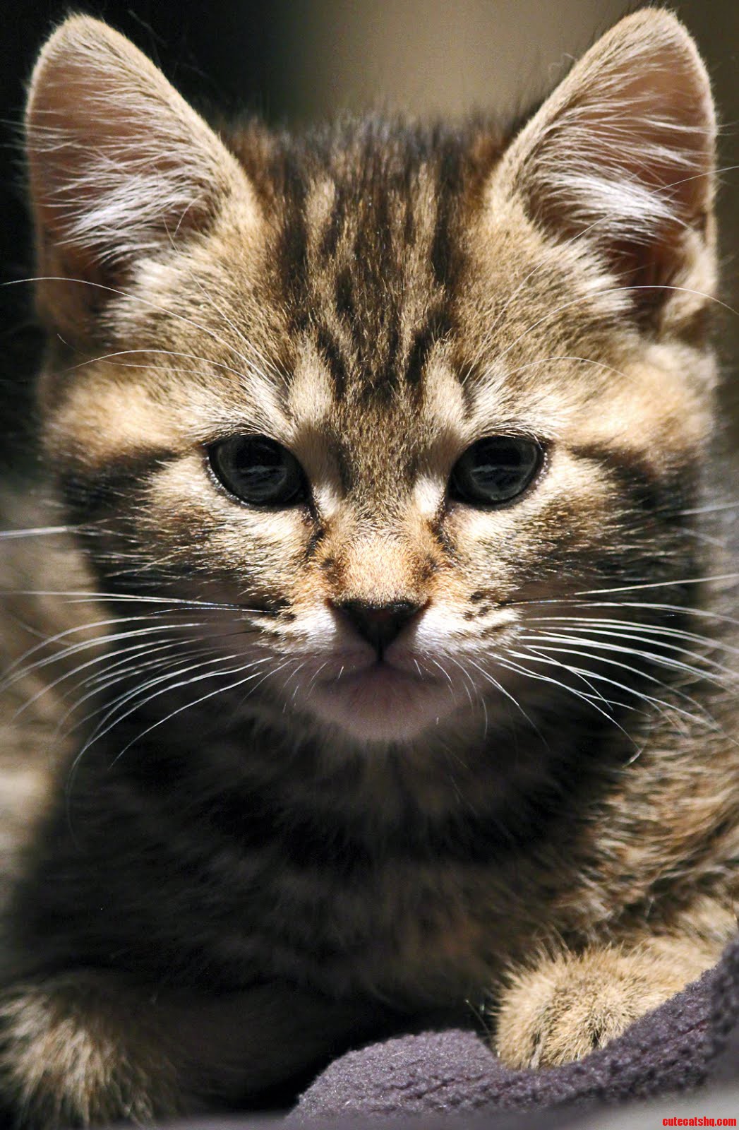 My Teen Cat