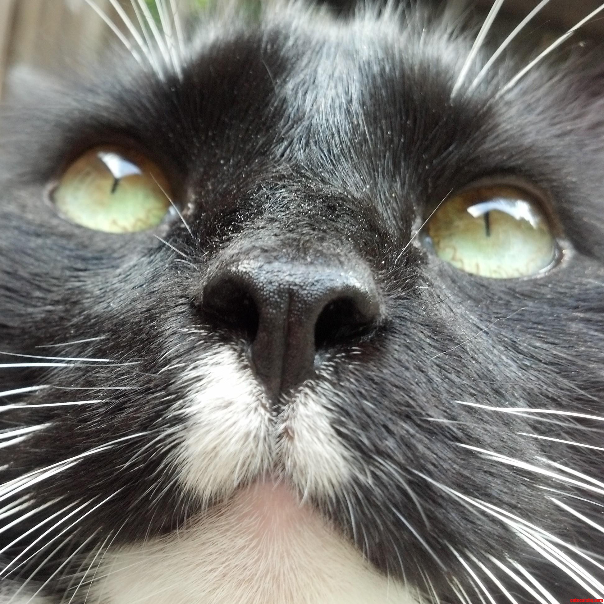 My Tuxedo Maine Coon Benny
