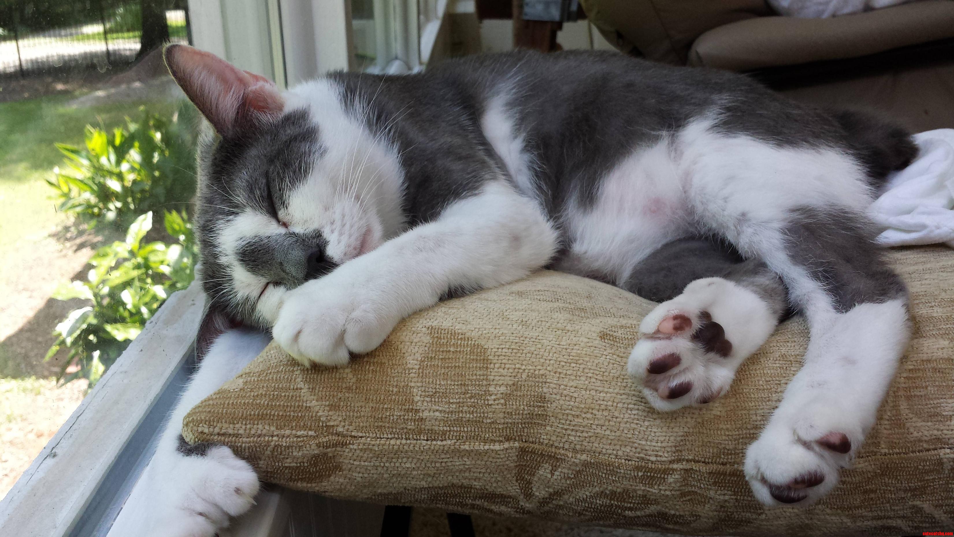 My Wonderful Seven-toed  Tail-less Baby.
