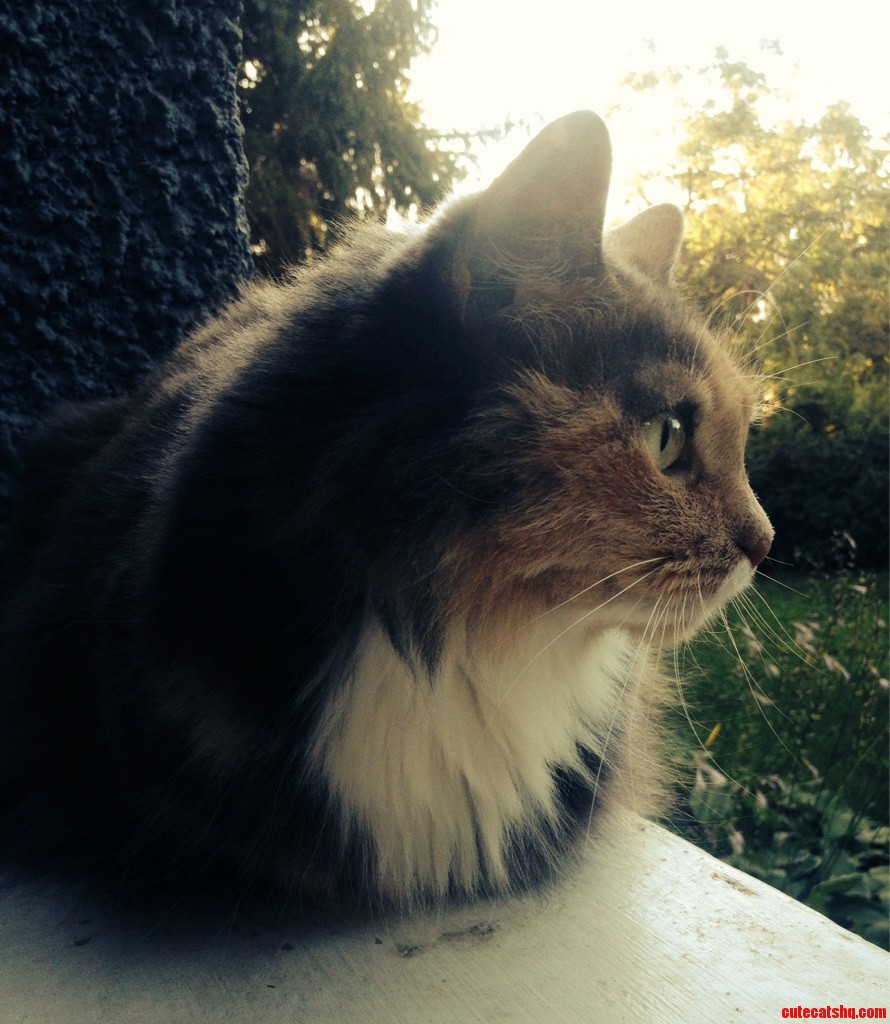 My Cat Amie That I Ve Had Since I Can Remember.