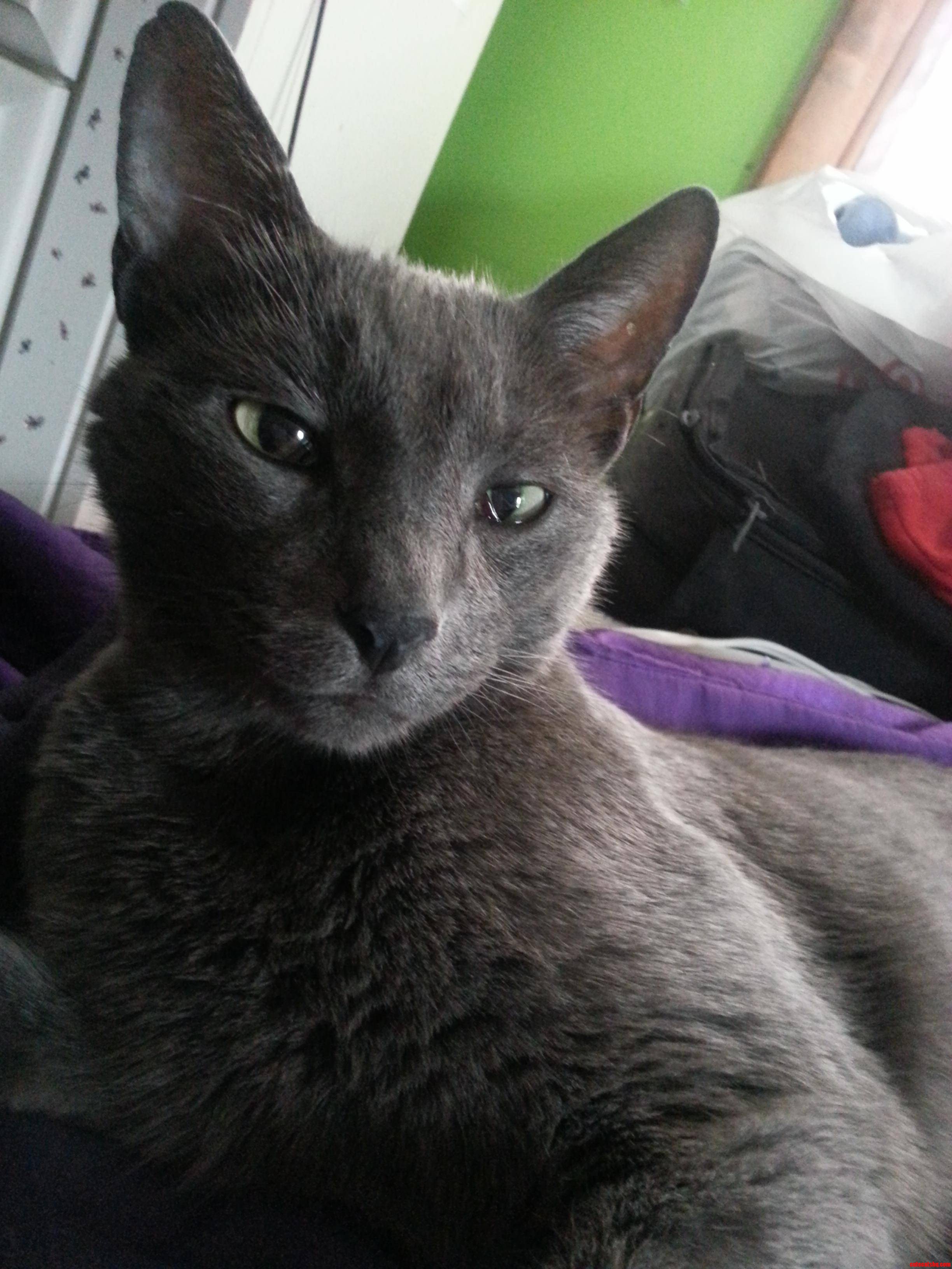 My Cat Grau