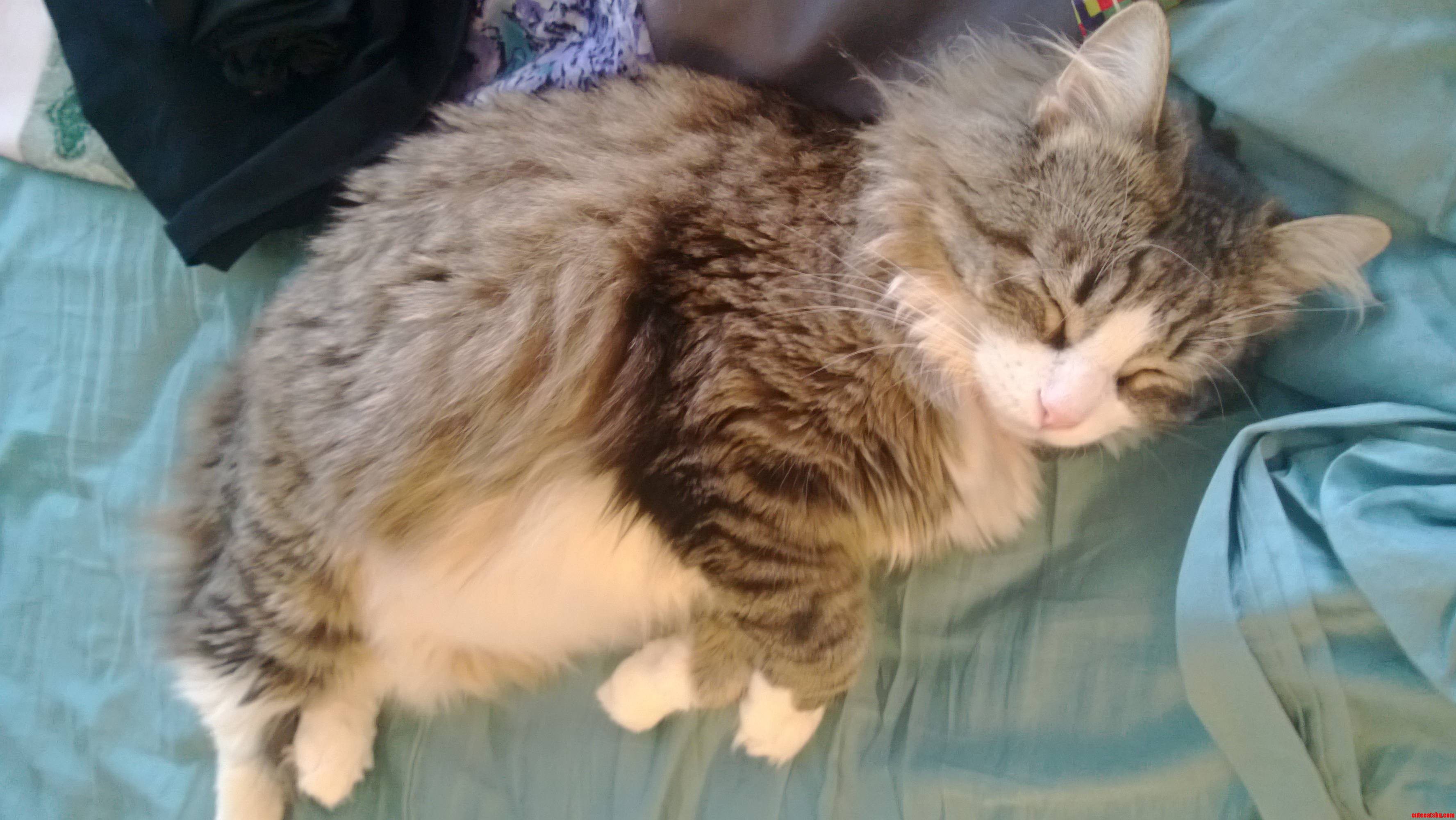 My Cute Sleepy Kitty