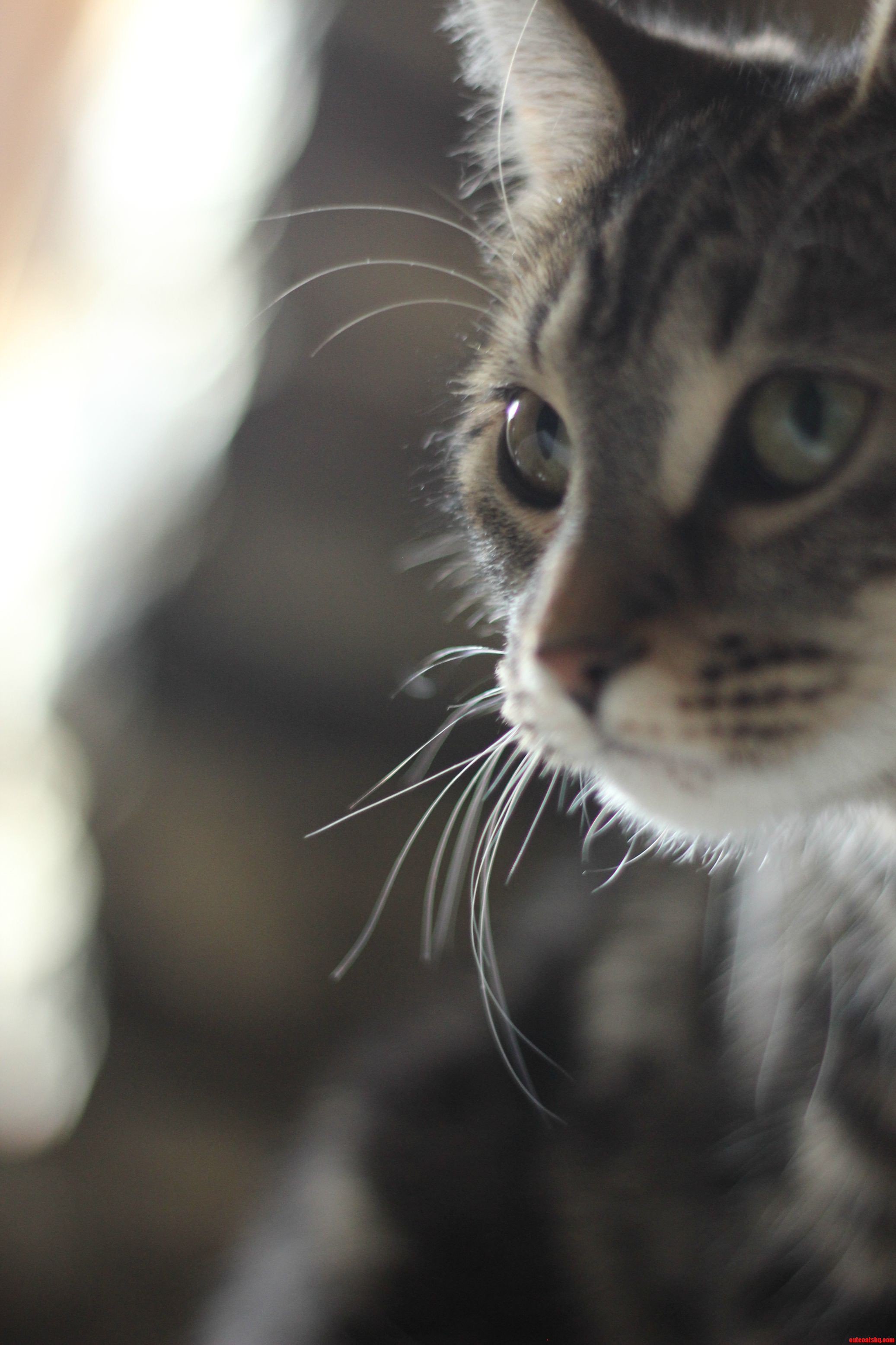 My Cutty Cat