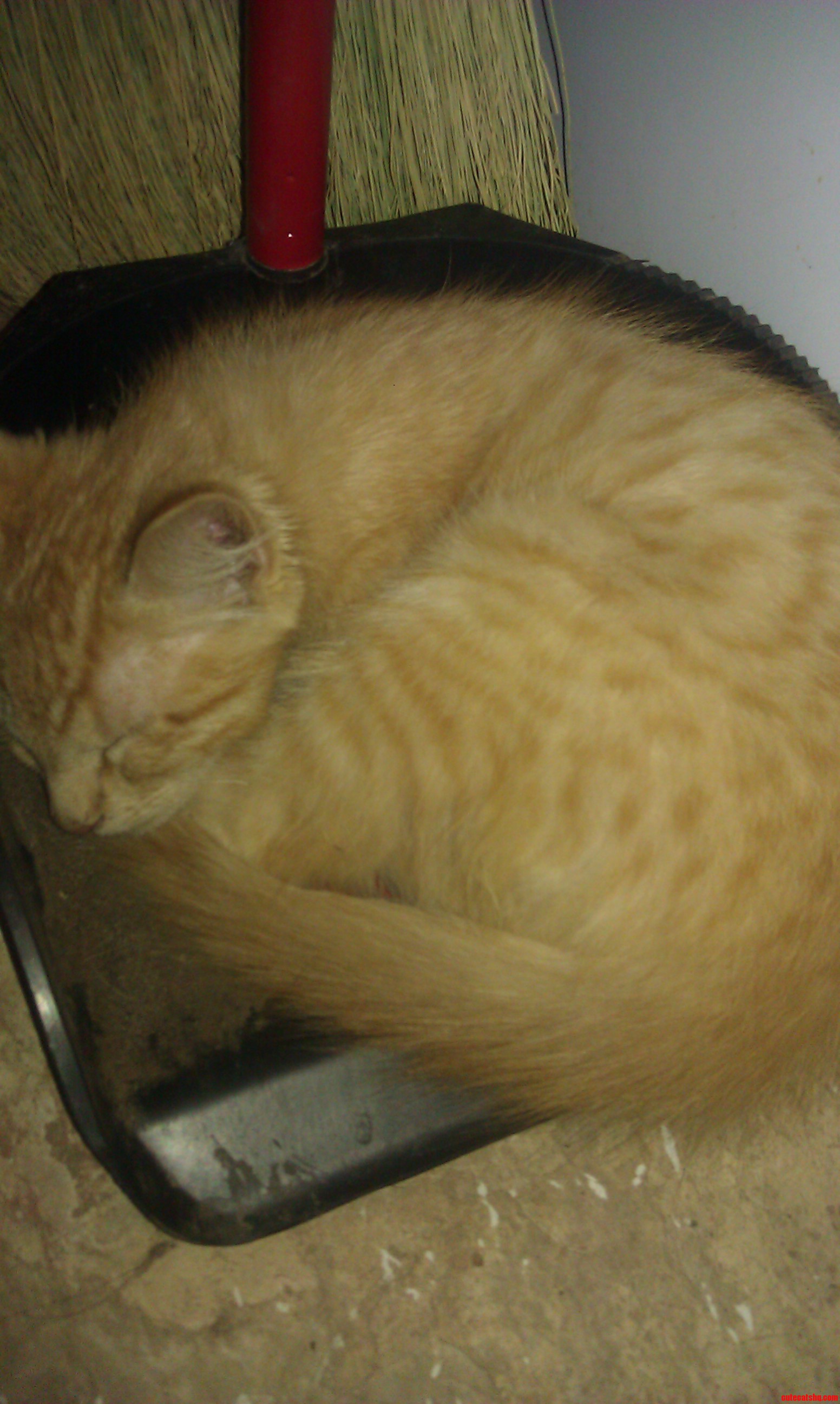 My Kitten Canelo Sleeps Anywhere Lol