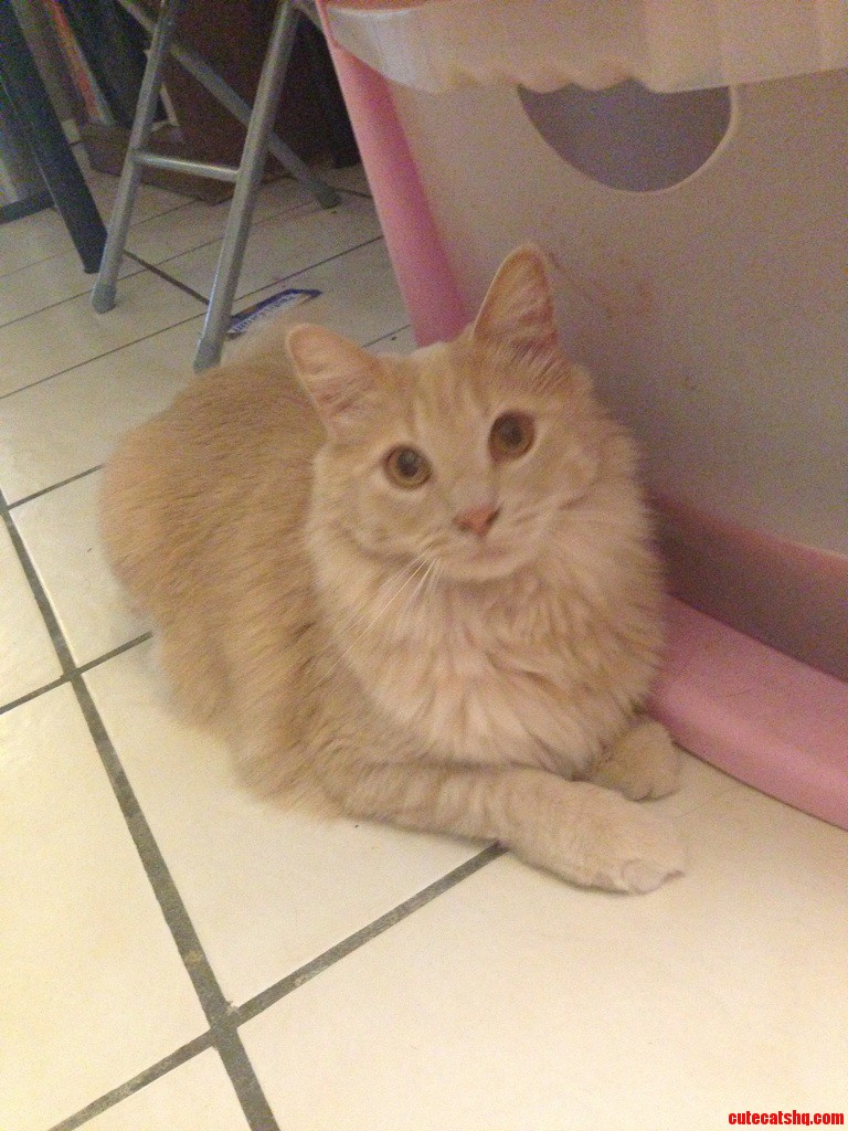 My Kitty Frankie